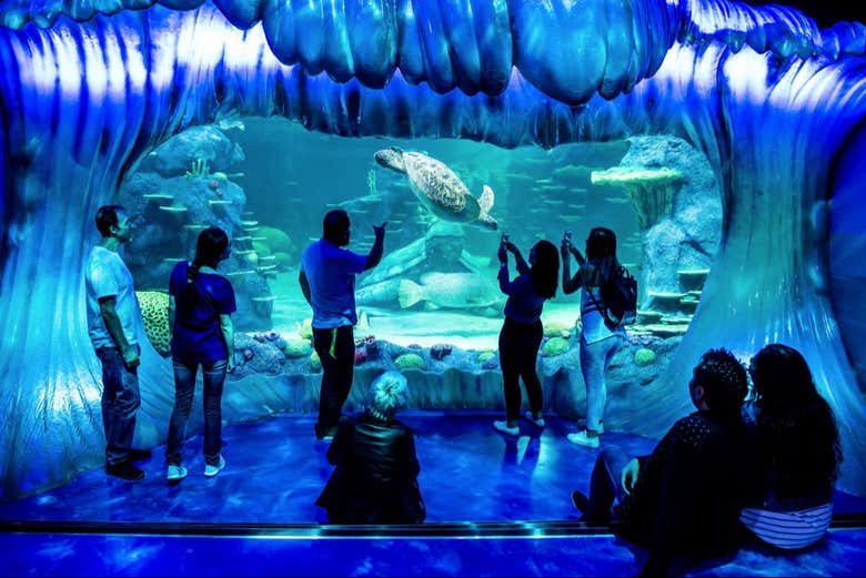 Deep dive into the wonders of the Great Barrier Reef