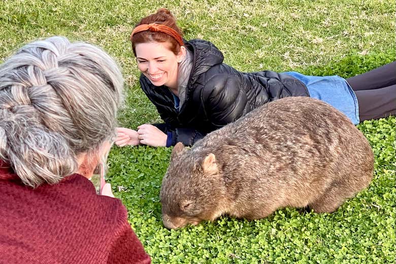 Podréis fotografiaros junto a un wombat