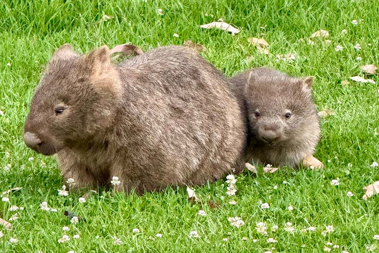 Veréis a los wombats desde muy cerca