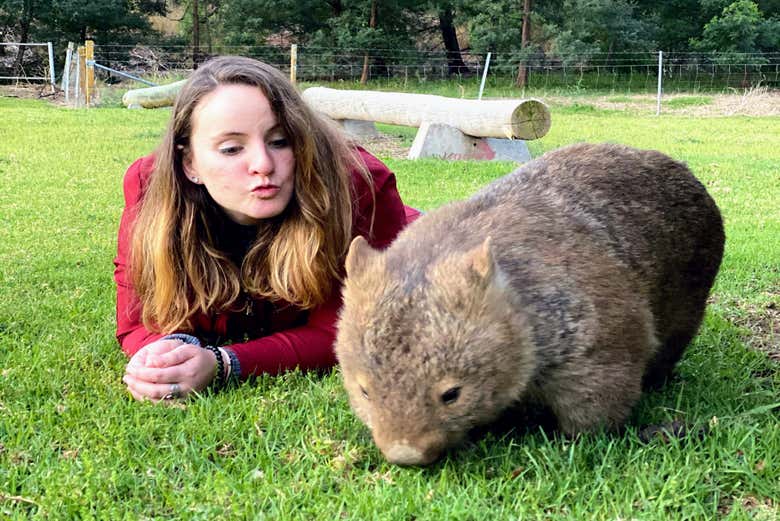 ¡Los wombats australianos son adorables!