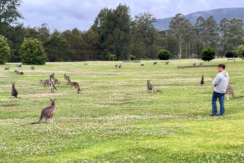Canguros australianos