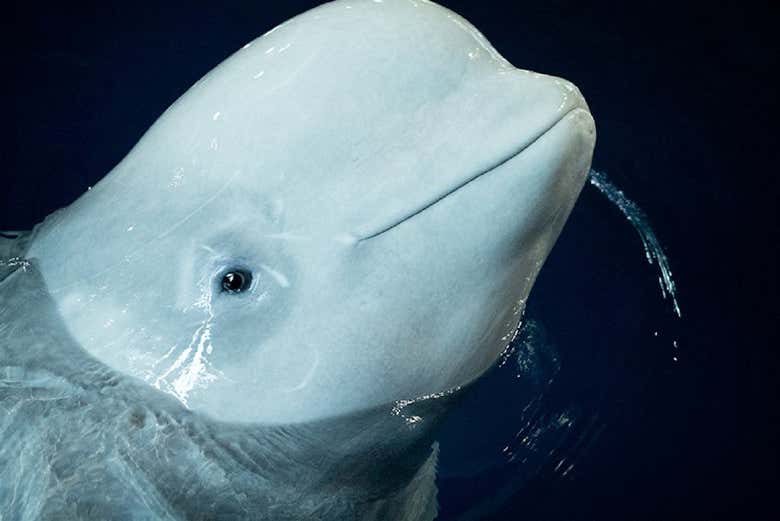 Beluga en el SEA LIFE® Sídney