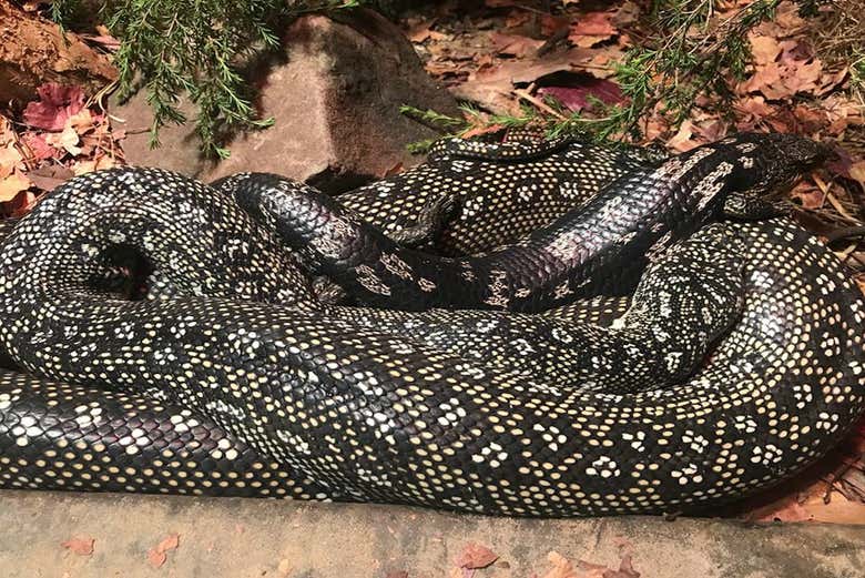 Jibóia no zoológico de Sydney