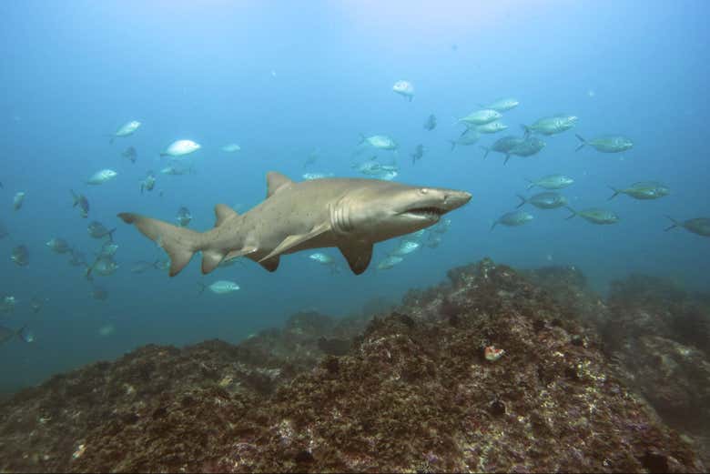 Viviréis una experiencia submarina única y llena de adrenalina