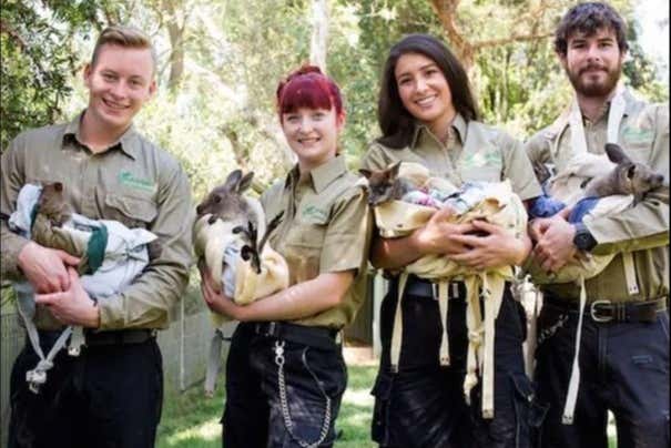 Veremos muitos cangurus