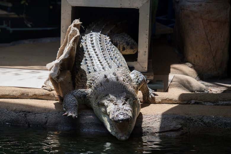 Crocodilo no zoológico de Sydney