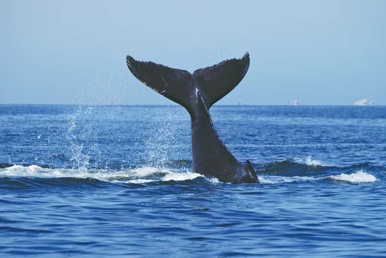 Baleia no mar