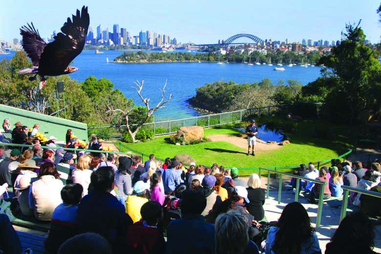 Bird show