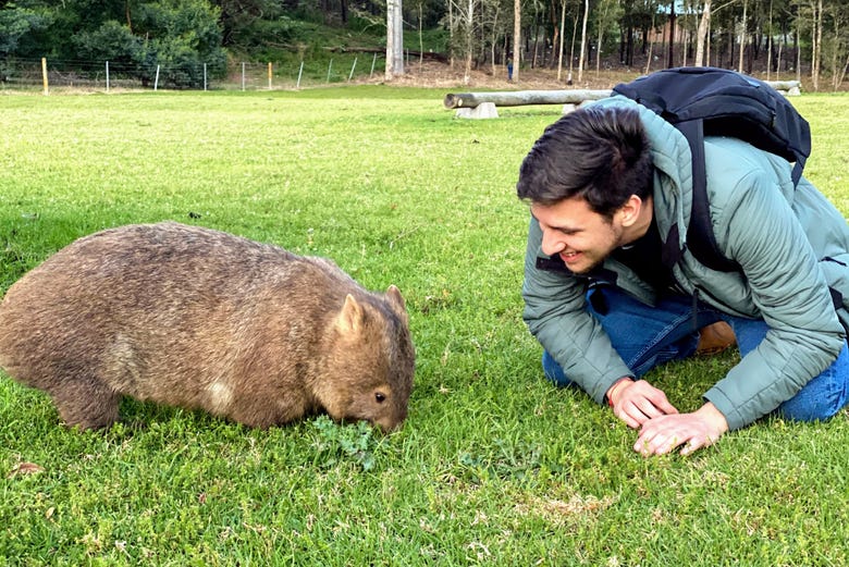 Hang out with wombats