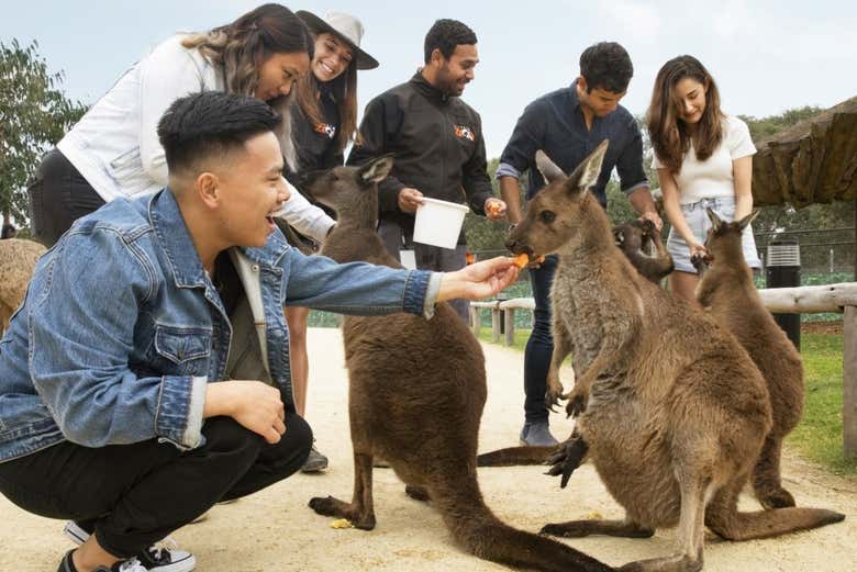 Conociendo a los animales australianos