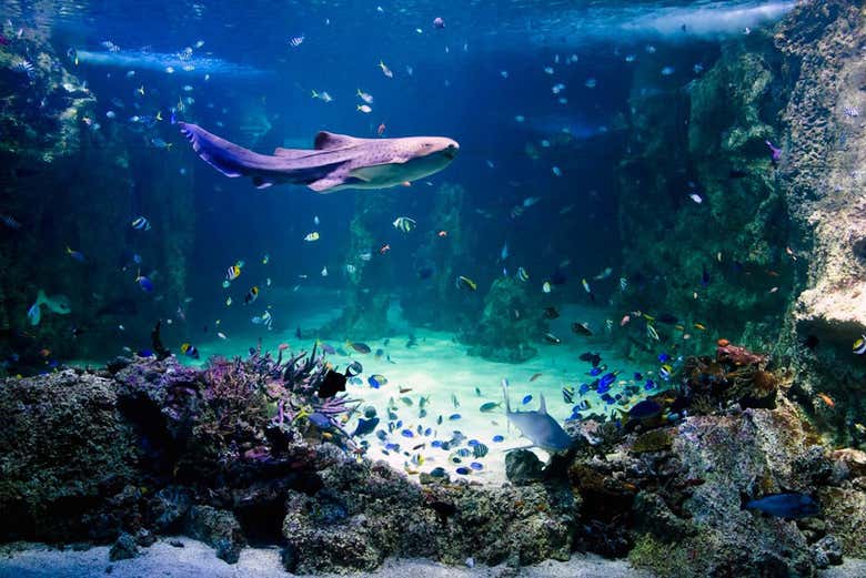 Acuario de Sídney