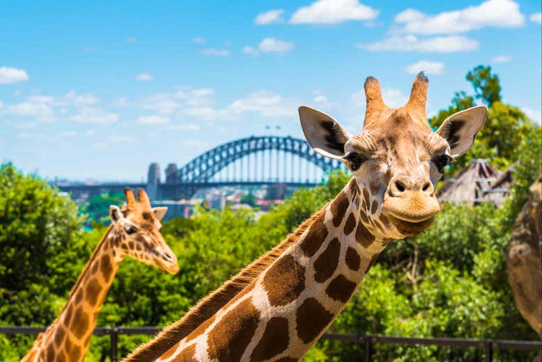 Jirafas en Taronga Zoo