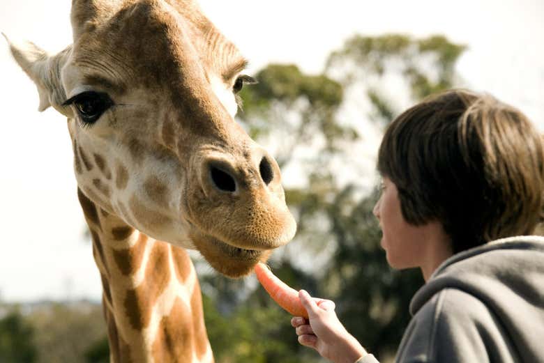 Alimentando as girafas
