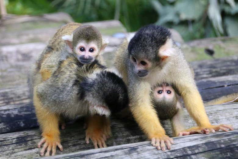 Monos del Zoo Taronga
