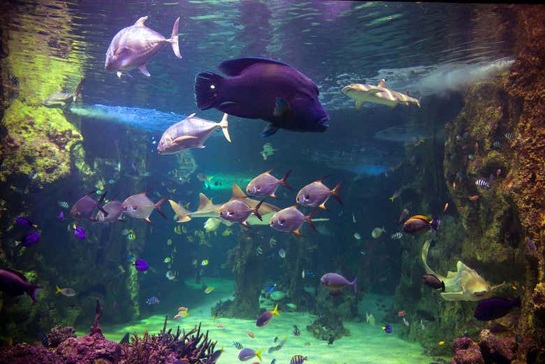 Peces del acuario
