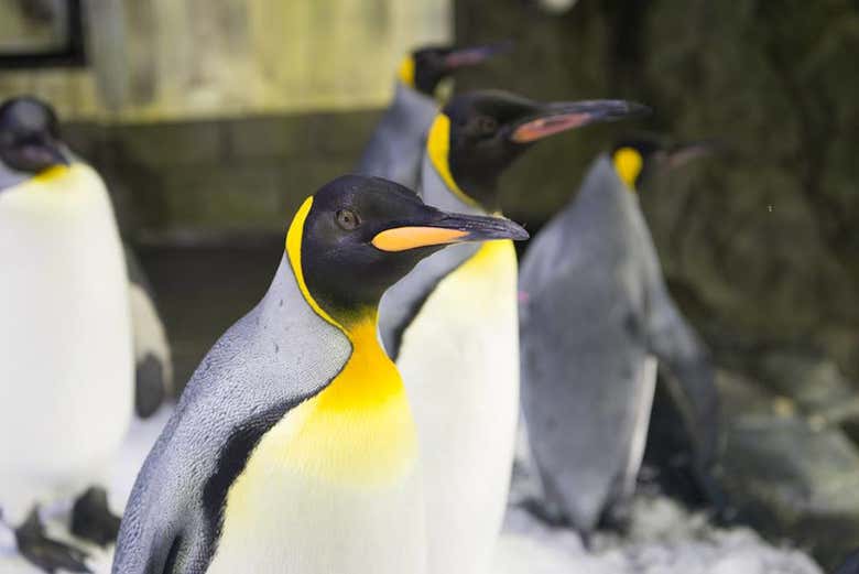 Pingüinos en el acuario