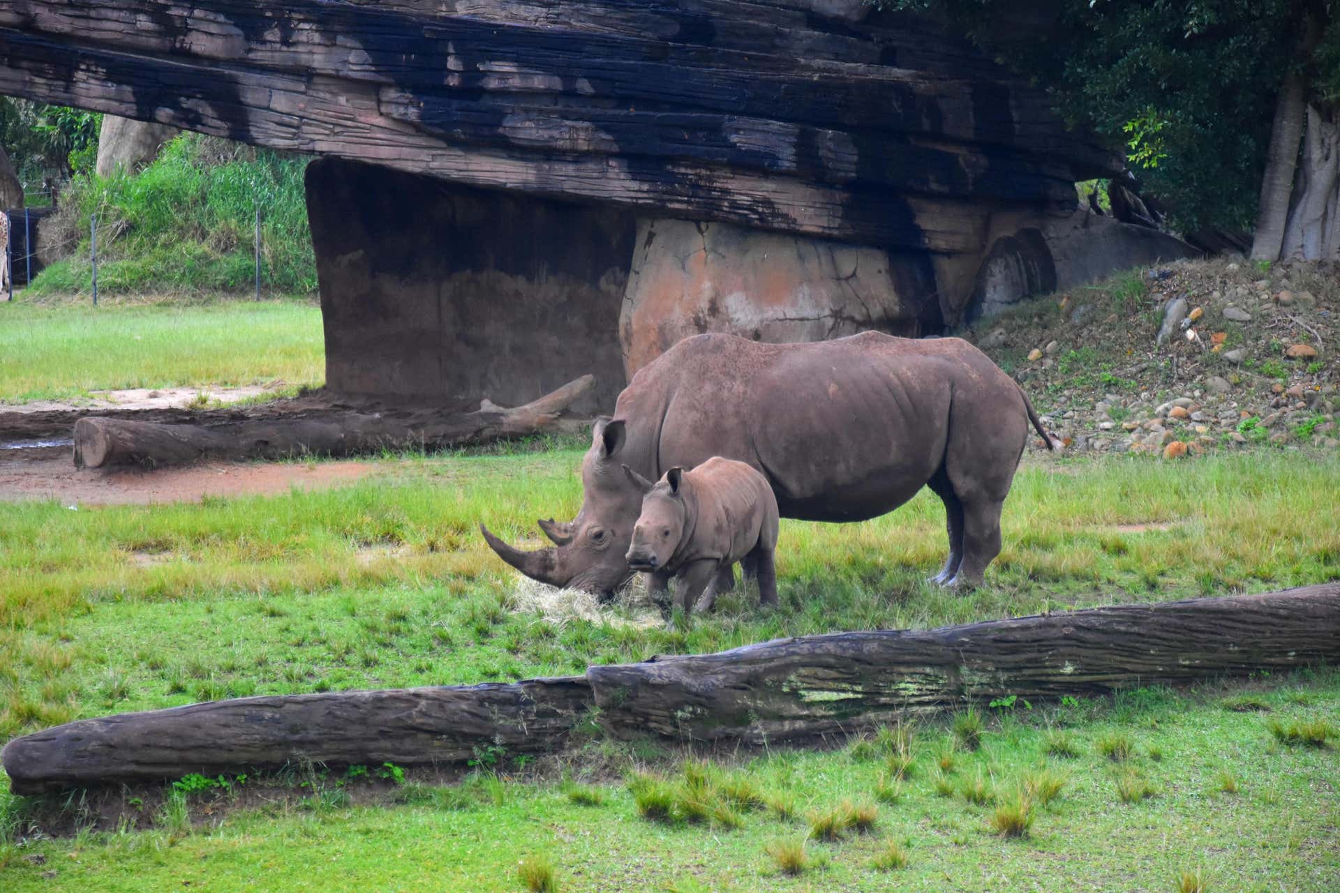 Excursão ao Australia Zoo