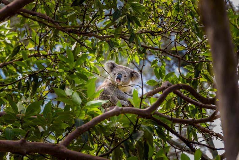 Koala