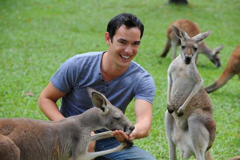 Nourrir les kangourous du zoo