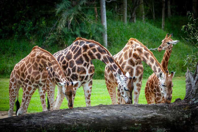 Belles girafes !