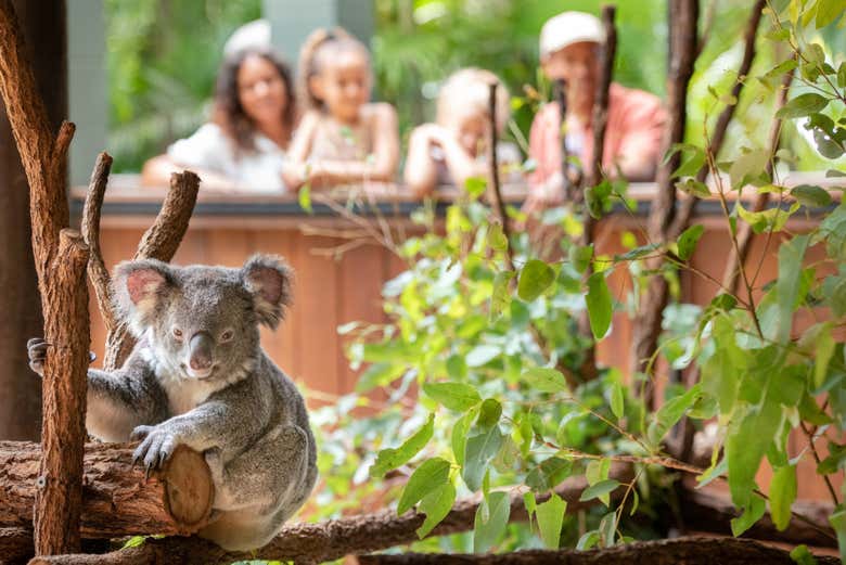 Avistando un koala