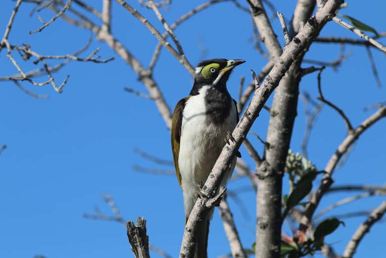 Un oiseau indigène australien à Tweed Heads