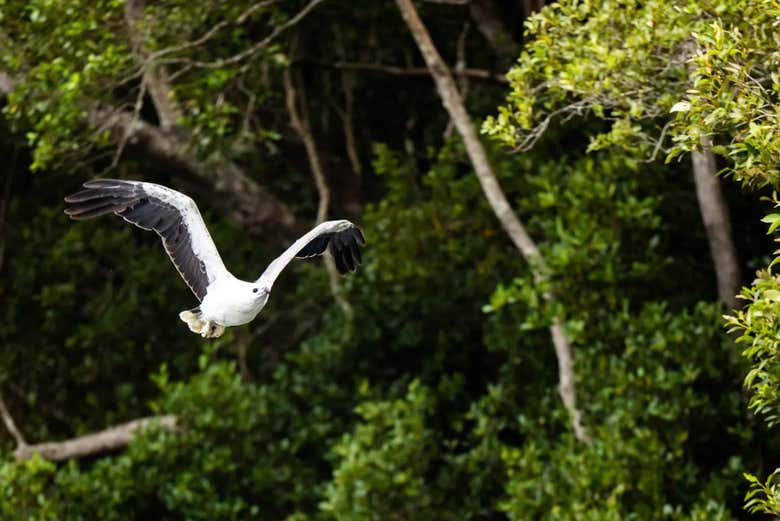 Un des oiseaux que vous pourrez voir