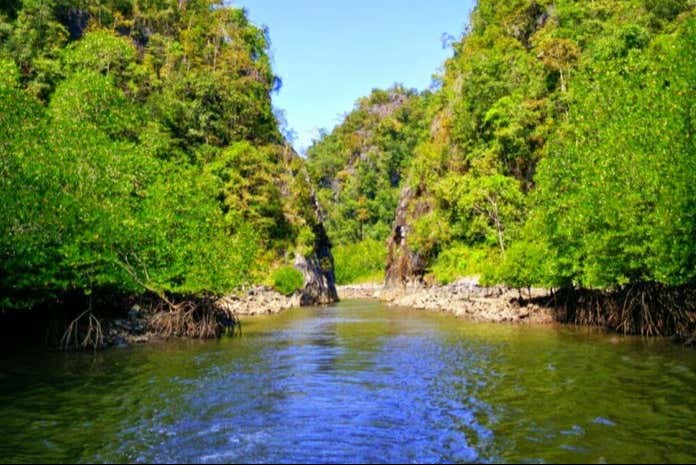 Fascinants paysages de mangrove de Nouvelle-Galles du Sud