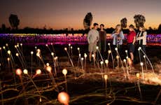Field of Light al amanecer