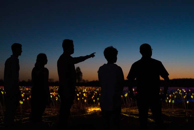Viendo el increíble paisaje de Field of Light