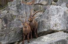 Entrada al Alpenzoo + Funicular Innsbruck-Hungerburg