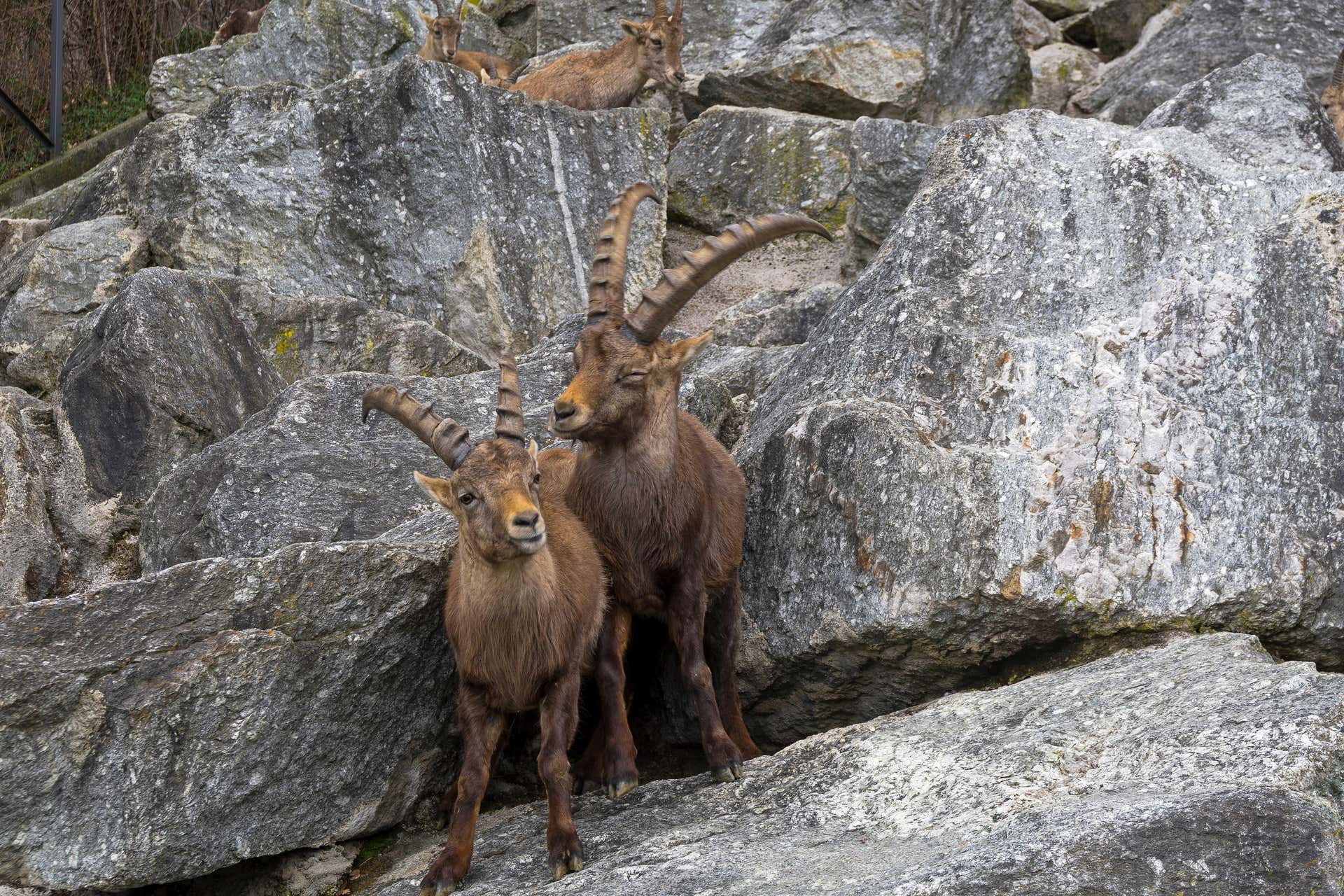 Biglietti per lo Zoo Alpino e funicolare Innsbruck-Hungerburg
