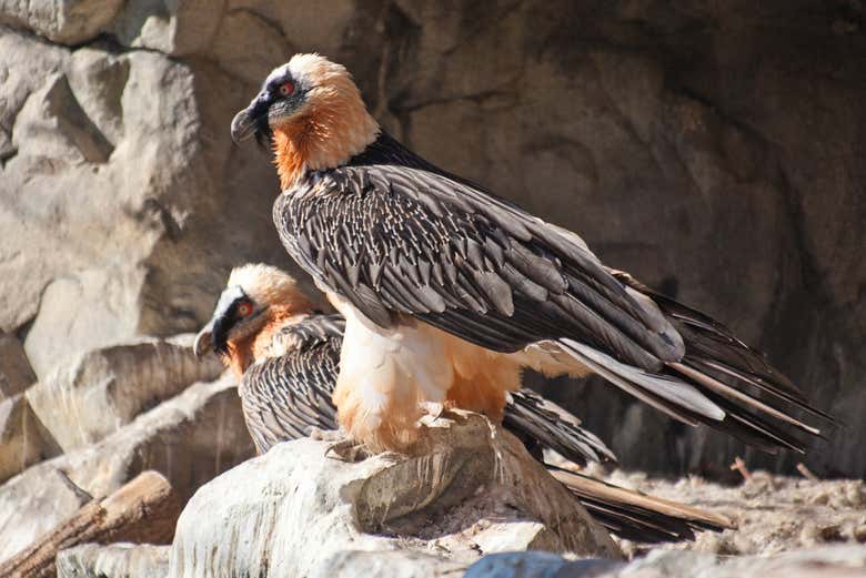 Birds around Innsbruck