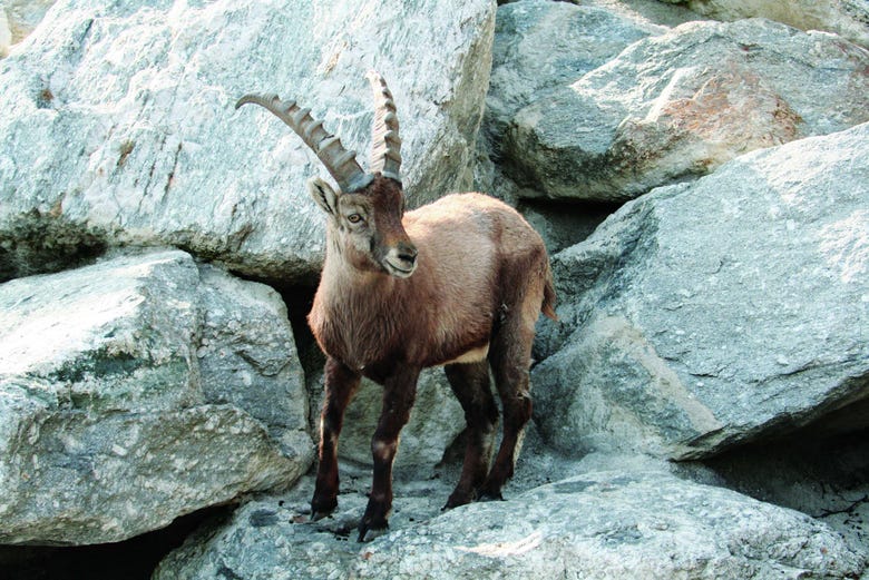 Alpine mountain goats