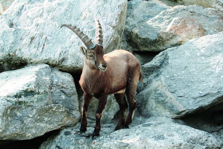 Alpine mountain goats