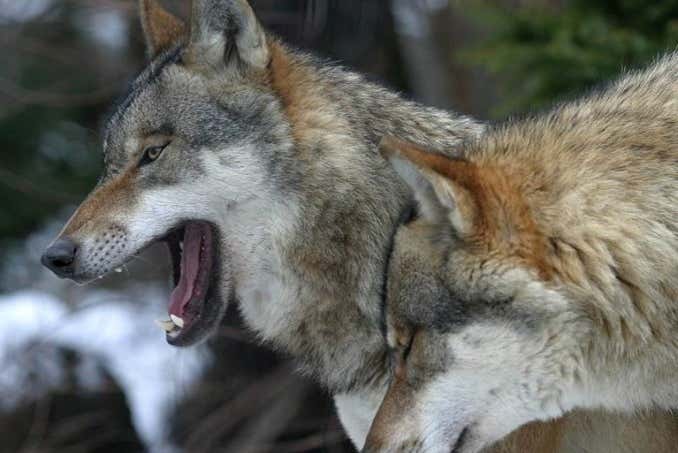 Mountain wolves