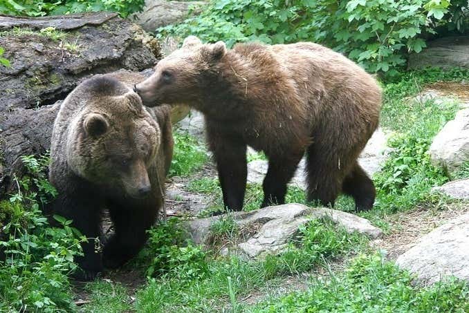 Watch the bears at Alpenzoo