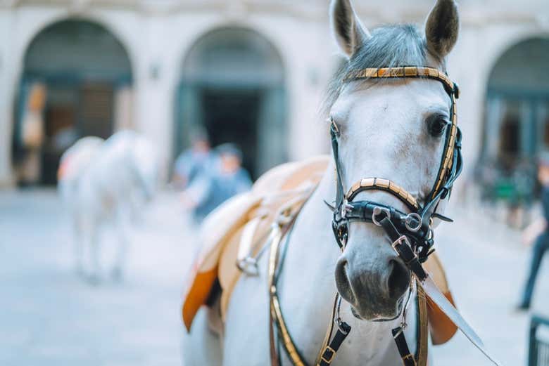 ¡Ideal si sois amantes de los caballos!