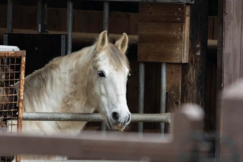 Un ejemplar de caballo lipizzano