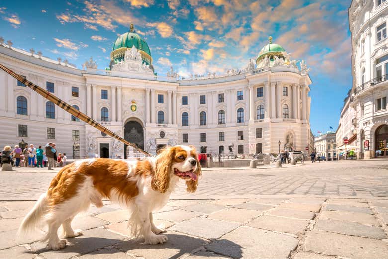 En las zonas exteriores del tour podréis pasear a vuestro perro