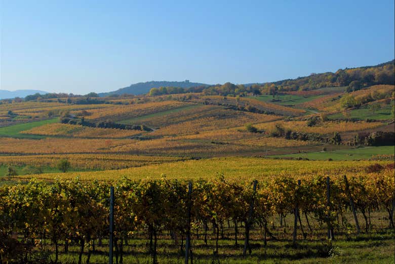 Admire the Austrian landscapes