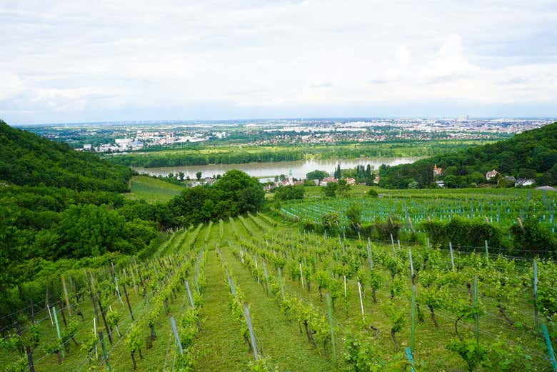 Vineyards around Vienna