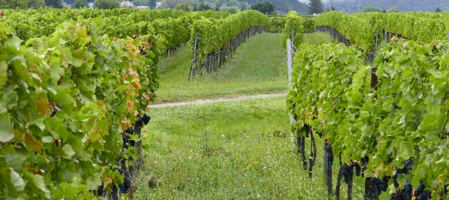 Tour del vino por los Bosques de Viena Reserva en