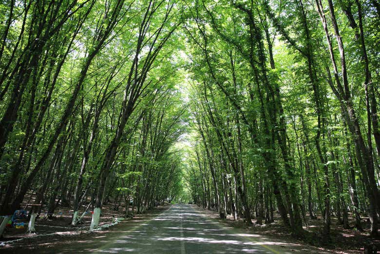 Estrada de Quba, bosque Qecresh