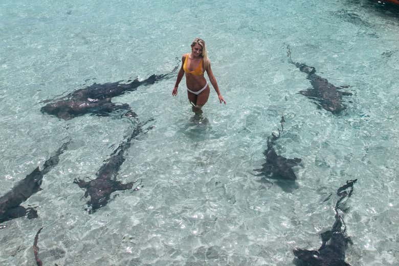 Les requins de Cayo Compass