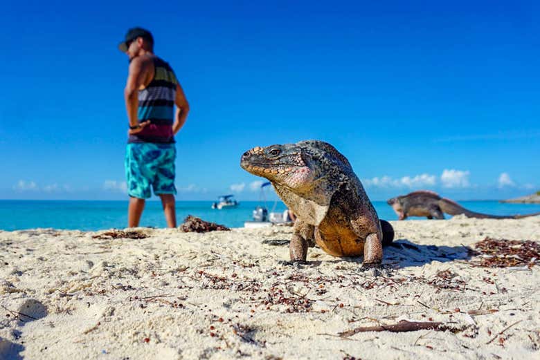 Se balader avec les igouanes de Cayo Guana