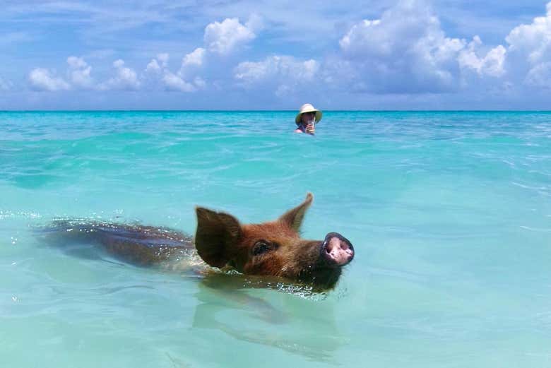 Look out for the pigs!