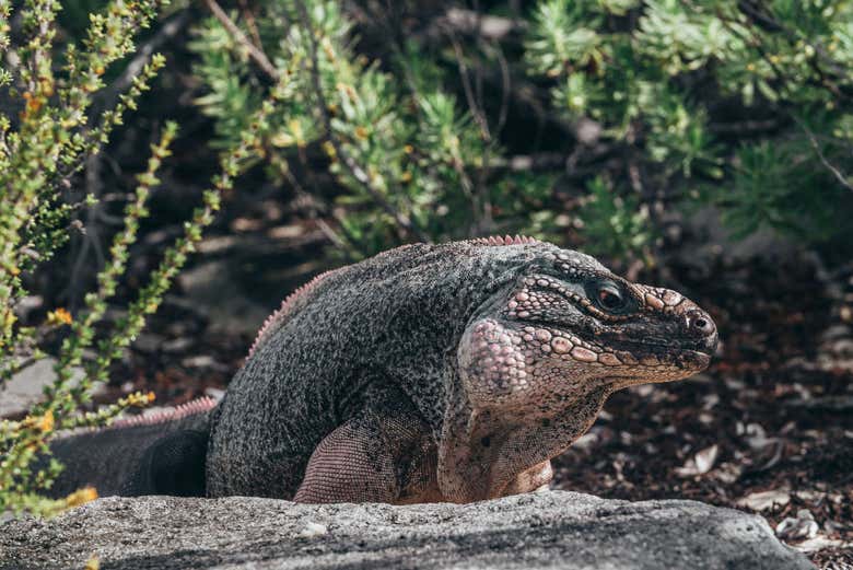 Un iguane de Cayo Guana