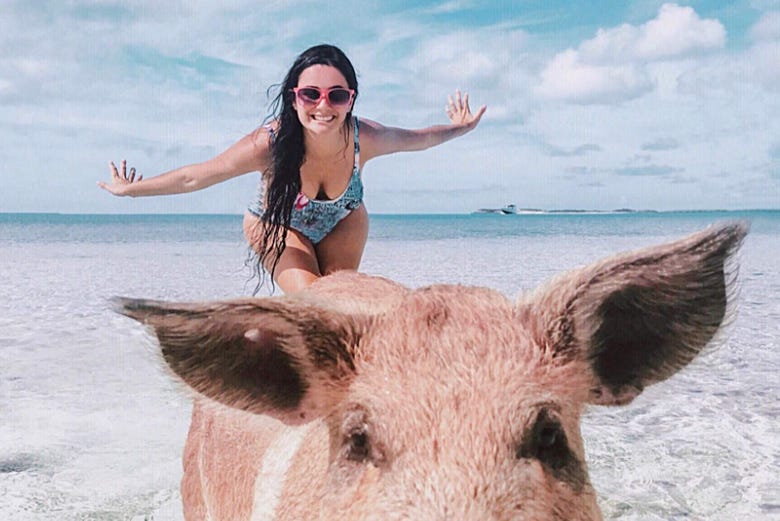 A pig at the beach