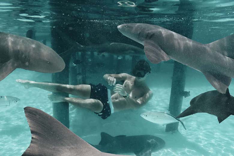Nager avec des requins
